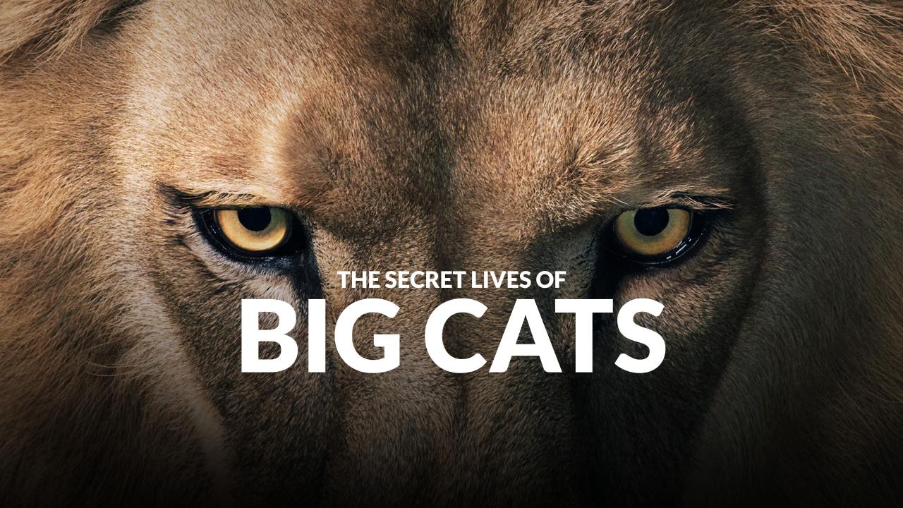 مسلسل Big Cats